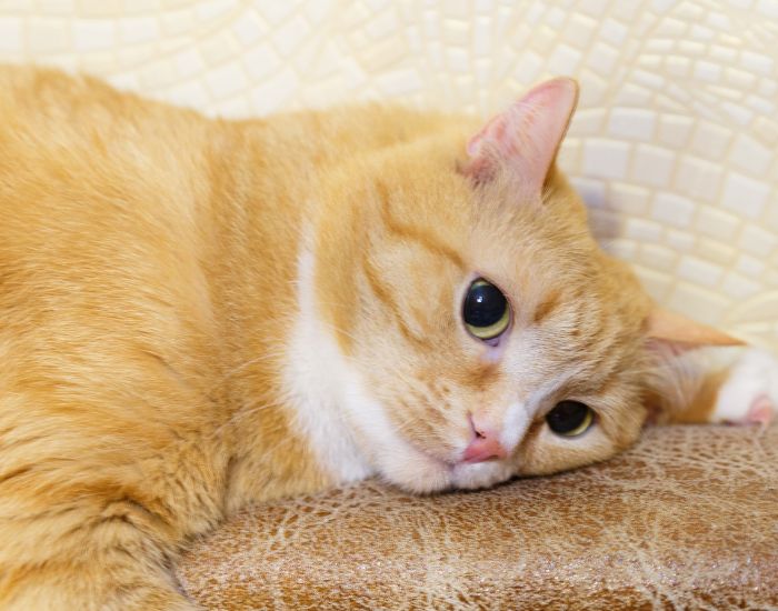 Depresia la pisici poate apărea după castrare sau sterilizare